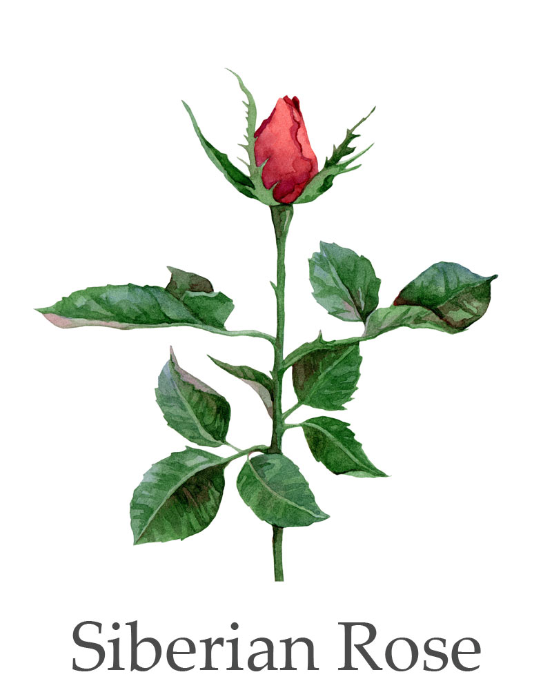 Siberian Rose